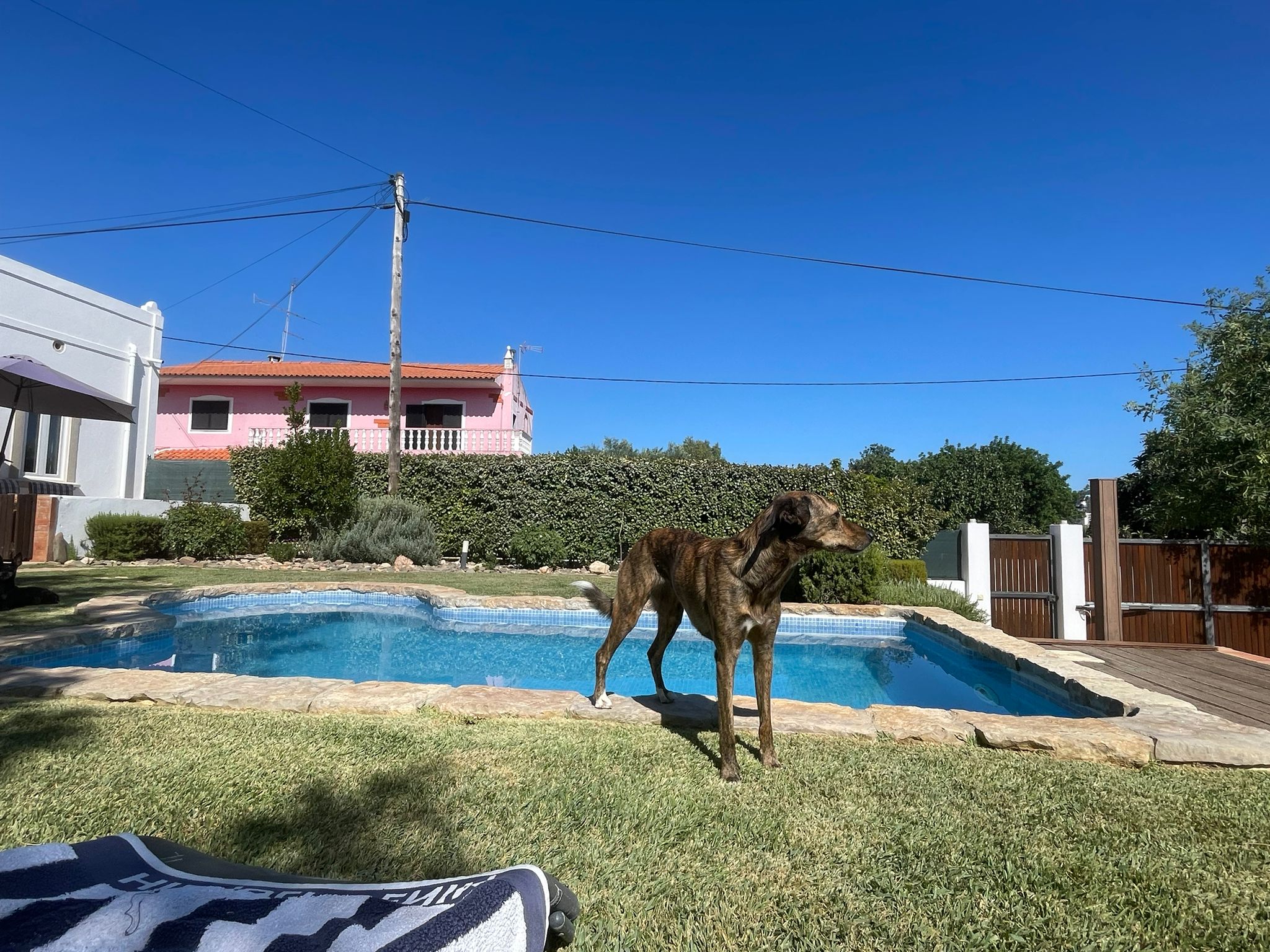 verpinscht Mit dem Hund an der Algarve Urlaub machen?